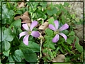 2-22 10-21-35-紫花酢漿草.JPG